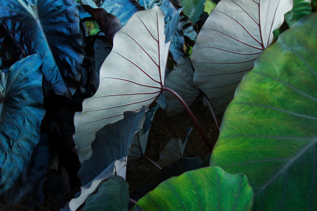 Close-up of leaves