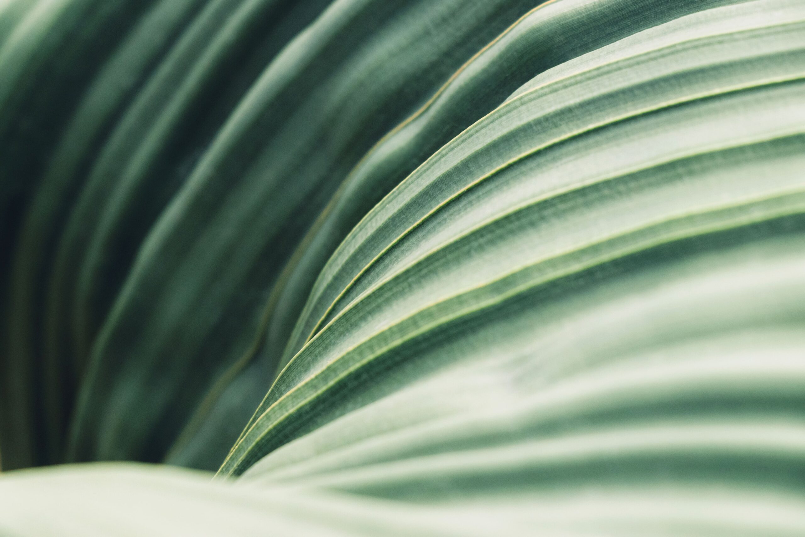 macro photography- green leaf