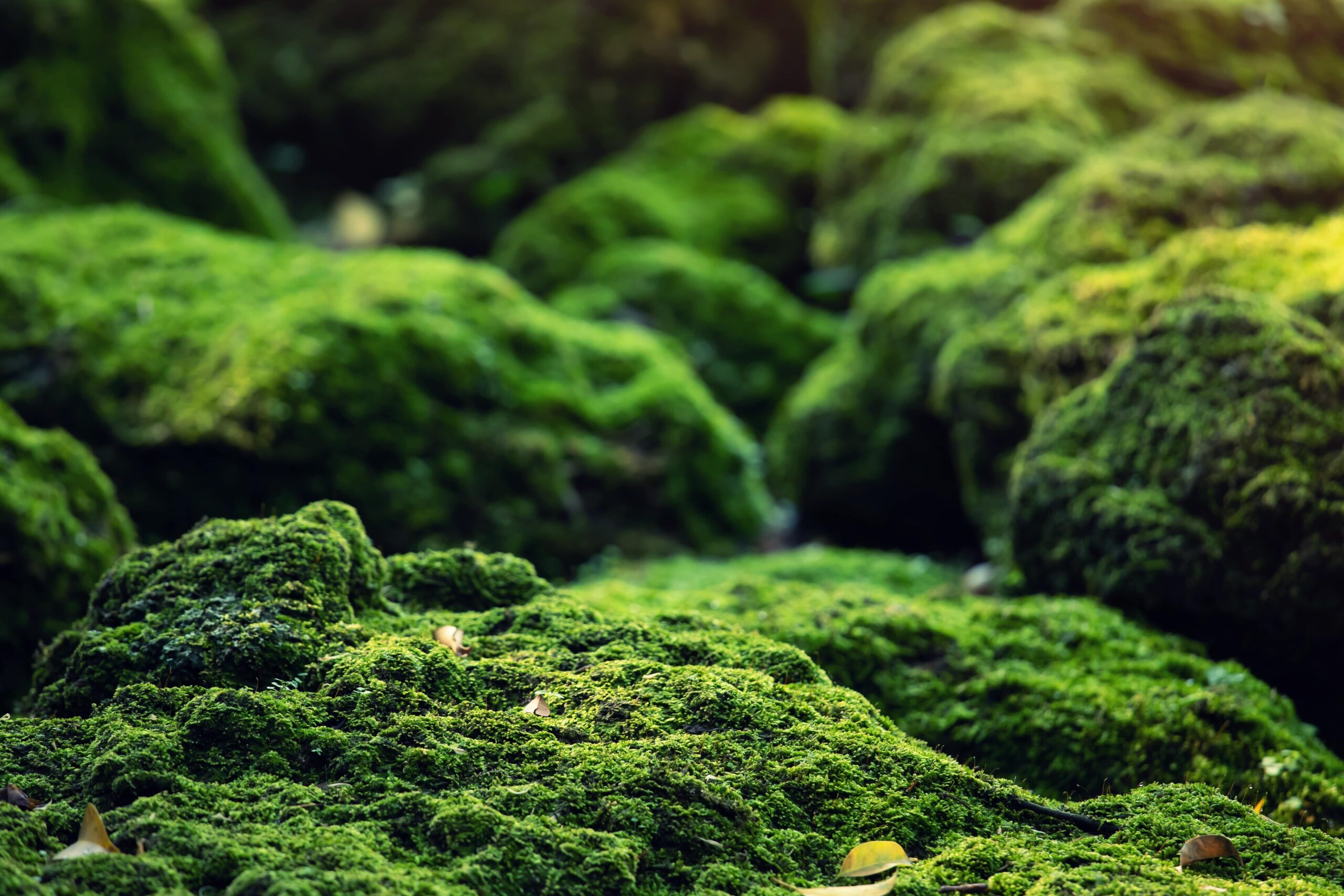 macro photography- green moss