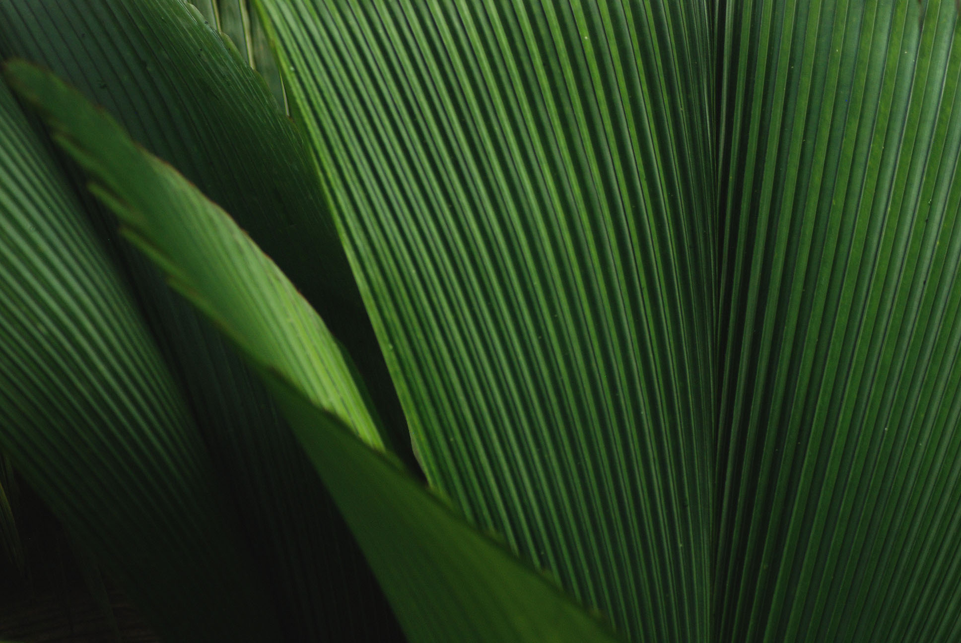 Close up of reeds in nature