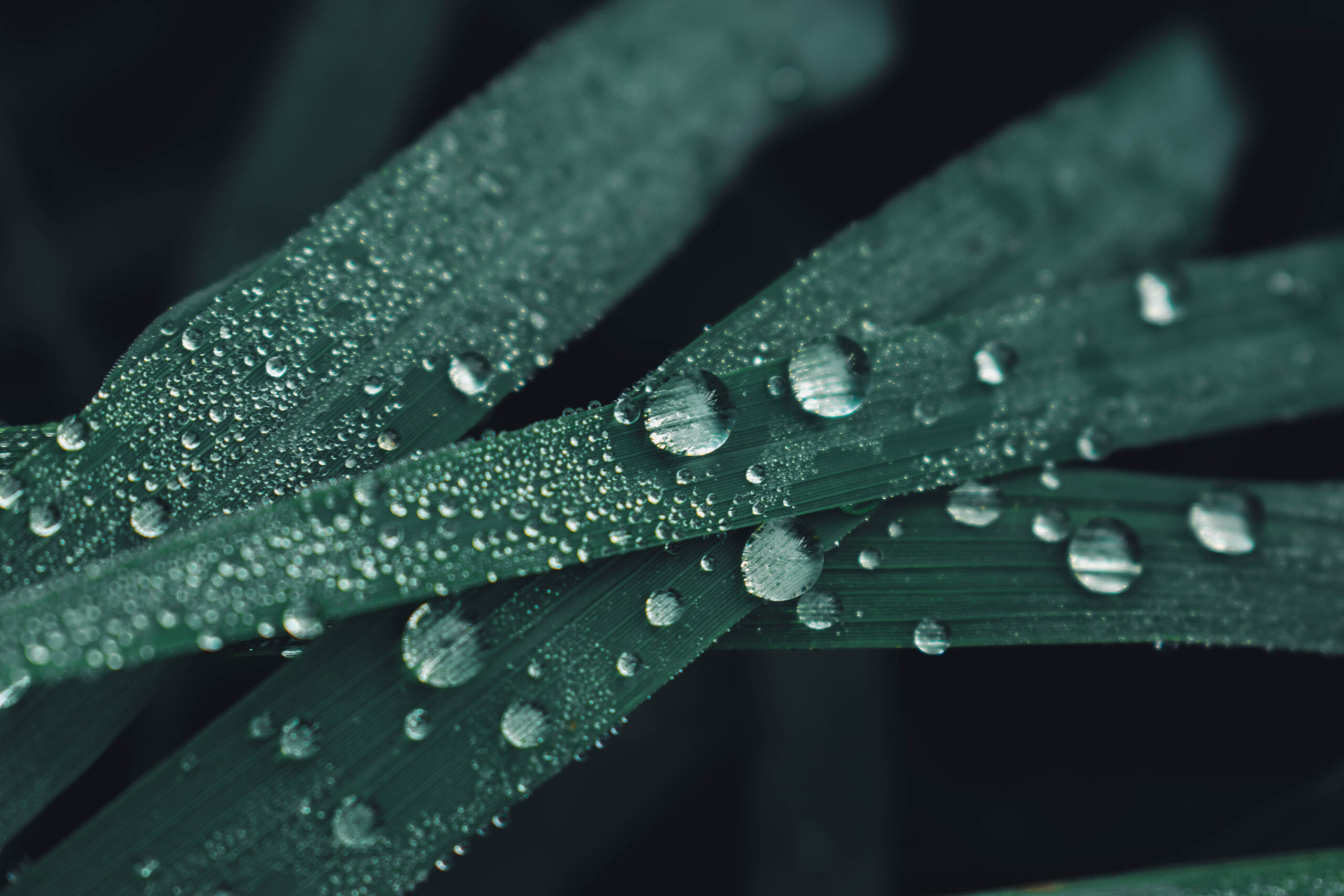 Macro shot of raindrops on leaves